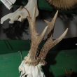 P�ehl�dka trofej�