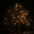 Rozsv�cen� stromu 2017