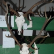 P�ehl�dka trofej�