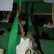 P�ehl�dka trofej�