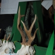 P�ehl�dka  trofej�