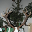 P�ehl�dka trofej�