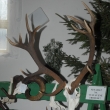 P�ehl�dka trofej�